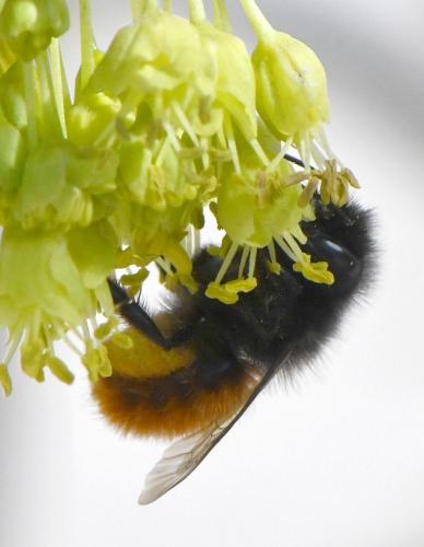 Osmia cornuta
